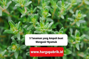 5 Tanaman yang Ampuh buat Mengusir Nyamuk