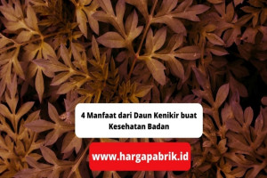 4 Manfaat dari Daun Kenikir buat Kesehatan Badan