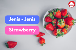 5 Jenis Strawberry di Indonesia yang Perlu Diketahui 