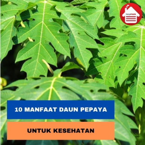 Atasi Segala Keluhan, Ini Manfaat Daun Pepaya