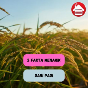 Kamu Harus Tahu Ini, 5 Fakta Menarik dari Padi