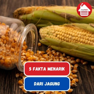 Fakta Unik Jagung Bahan Pokok di Indonesia