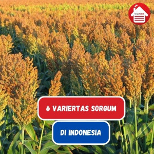 6 Varietas Sorgum Di Indonesia