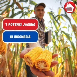 Ketahui 7 Potensi Jagung di Indonesia