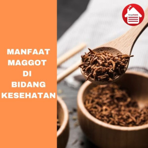 Manfaat Maggot di Bidang Kesehatan