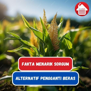 8 Fakta Menarik Dari Sorgum Yang Kamu Perlu Tahu