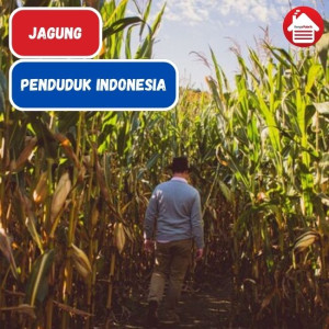 Kaitan Antara Jagung dan Penduduk Indonesia