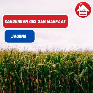 Intip Manfaat Jagung dan Kandungan Gizinya