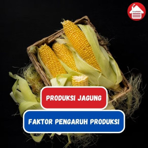 Produksi Jagung Indonesia dan 7 Faktor Pengaruh Produksi