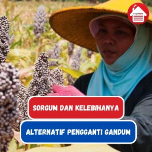 Sorgum Alternatif Pengganti Gandum