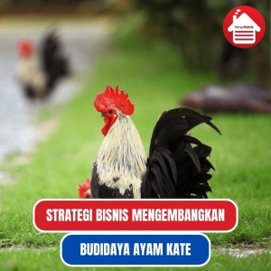 Menjelaskan Bisnis Budidaya Ayam Kate: Strategi Sukses