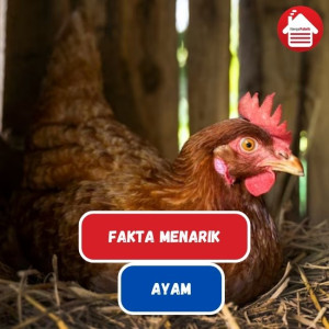 Fakta Menarik Ayam Yang Jarang Diketahui