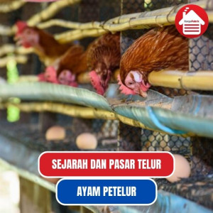 Mengenal Ayam Petelur dan Sejarahnya