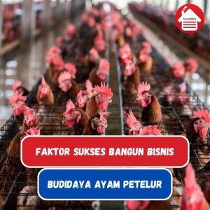 Ayam Petelur: Kesuksesan dan Faktor Pengaruh Bisnis