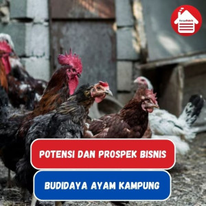 Peluang Bisnis Budidaya Ayam Kampung