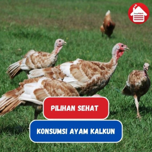 7 Kelebihan Ayam Kalkun Dibanding Ayam Biasa