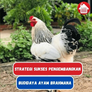 Strategi Bisnis Budidaya Ayam Brahmana