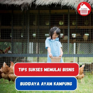 Langkah Memulai Bisnis Budidaya Ayam Kampung