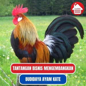 Tantangan dalam Bisnis Budidaya Ayam Kate