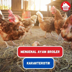 Ayam Broiler dan Karakteristiknya