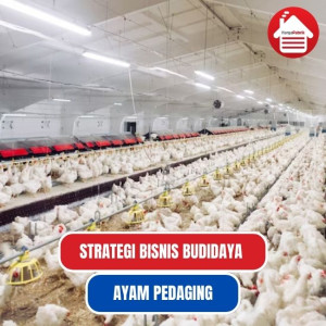 Strategi Bisnis Budidaya Ayam Pedaging