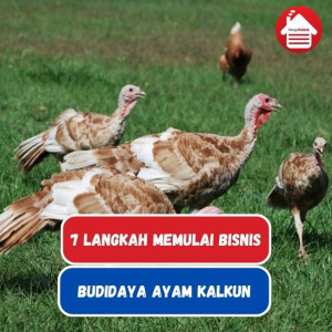 7 Langkah Memulai Bisnis Budidaya Ayam Kalkun