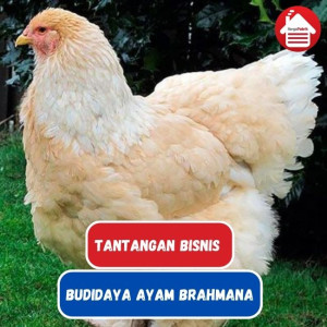 6 Tantangan Bisnis Mengembangkan Budidaya Ayam Brahmana 