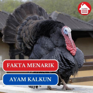 8 Fakta Unik Ayam Kalkun yang Perlu Kamu Tahu