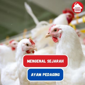 Ayam: Mengenal Sejarah Ayam Pedaging