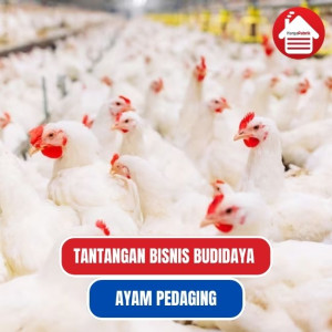 Tantangan Bisnis Budidaya Ayam Pedaging