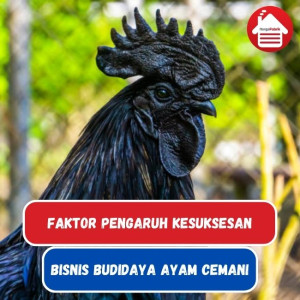 Faktor Pengaruh Sukses Bisnis Ayam Cemani