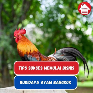 10 Tips Memulai Bisnis Budidaya Ayam Bangkok