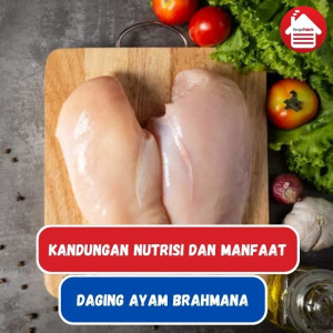 Daging Ayam Brahmana: Sumber Nutrisi dan Manfaat Kesehatan