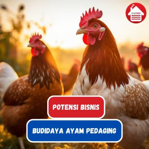 Alasan Budidaya Ayam Broiler Berpotensi Untuk Bisnis