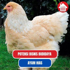 Menilik Potensi Bisnis Budidaya Ayam Hias