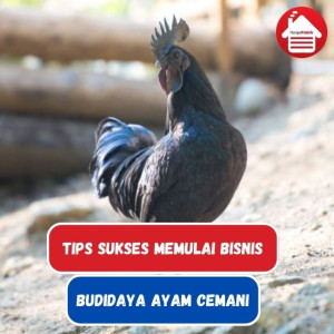 Tips Sukses Memulai Bisnis Budidaya Ayam Cemani