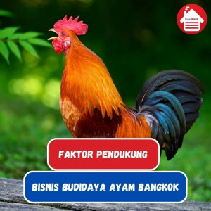 7 Faktor Pengaruh Suksesnya Budidaya Ayam Bangkok