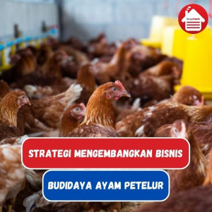 Strategi Mengembangkan Bisnis Budidaya Ayam Petelur