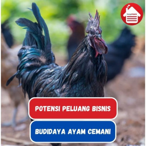 Peluang Bisnis Budidaya Ayam Cemani di Indonesia