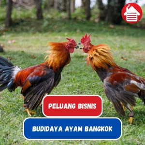 Peluang Bisnis Ayam Bangkok