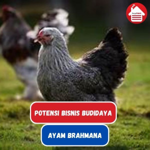 Potensi Bisnis Budidaya Ayam Brahmana