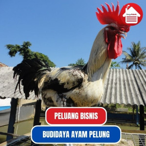 Bisnis Ayam Pelung: Peluang dan Prospek 