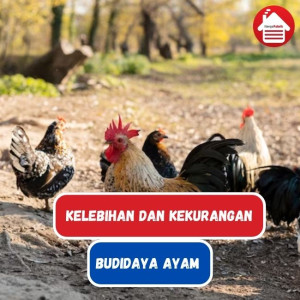 5 Kelebihan dan Kekurangan Bisnis Budidaya Ayam Broiler