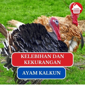 Ayam Kalkun: Kelebihan dan Kekurangan