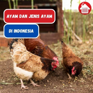 Ketahuilah 7 Jenis Ayam di Indonesia