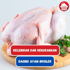 Ayam Broiler: Kelebihan dan Kekurangan Daging