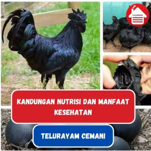 Manfaat dan Kandungan Telur Cemani