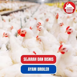 Mengenal Sejarah dan Bisnis Ayam Broiler