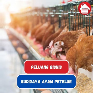 Intip Peluang Bisnis Budidaya Ayam Petelur