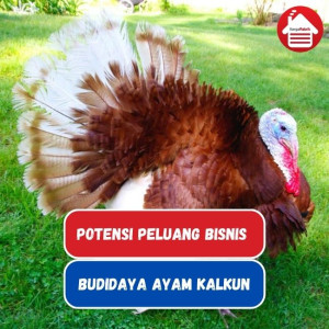 Potensi Peluang Bisnis Ayam Kalkun